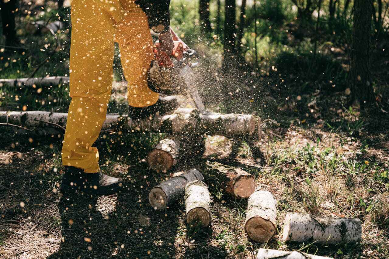 Tree Branch Trimming in Wallis, TX